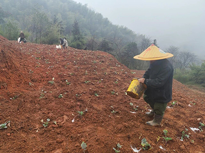 1772415899694739.jpg 送肥至白節(jié).jpg